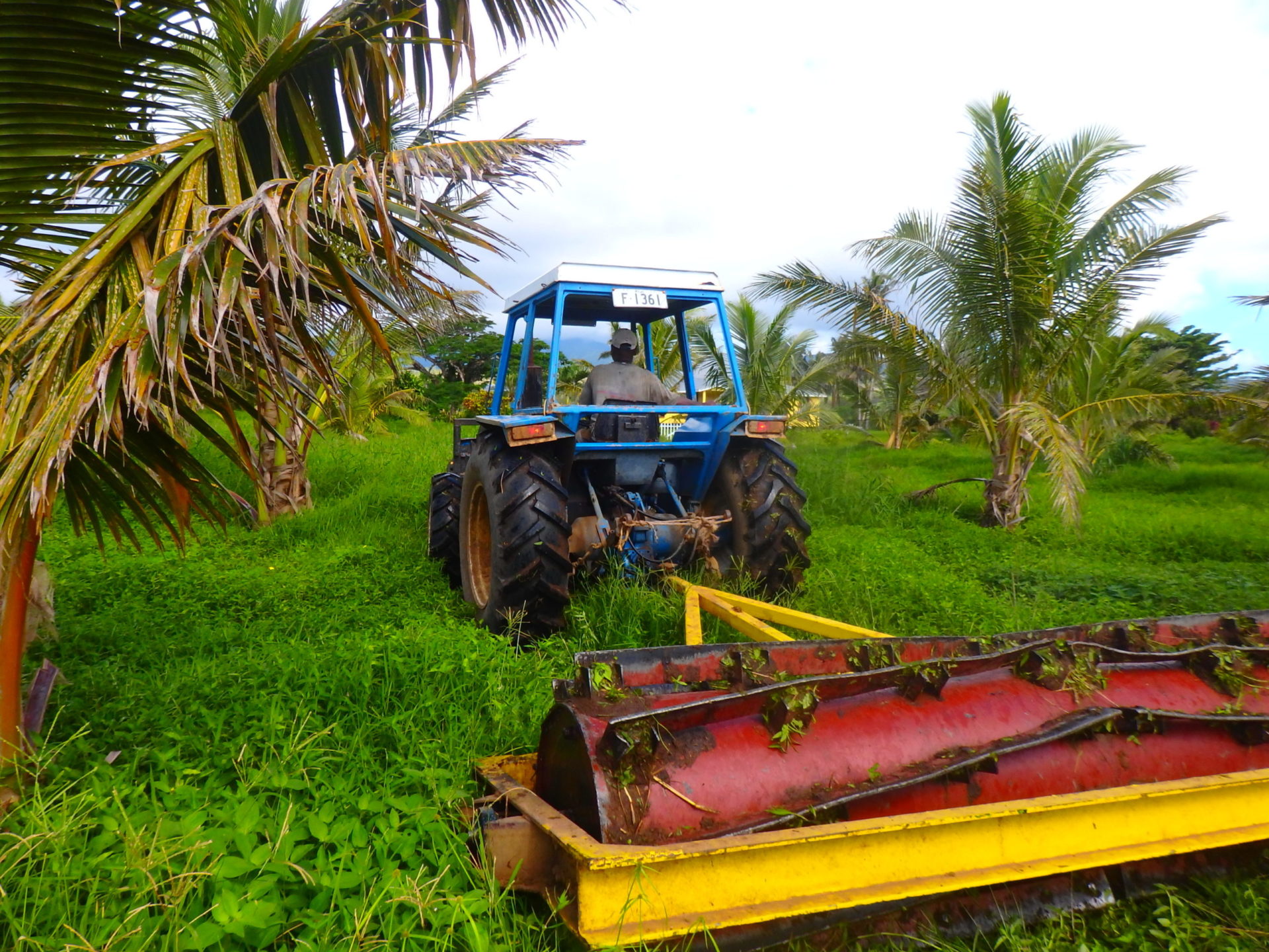 Growing Pineapples on Taveuni as a cash crop